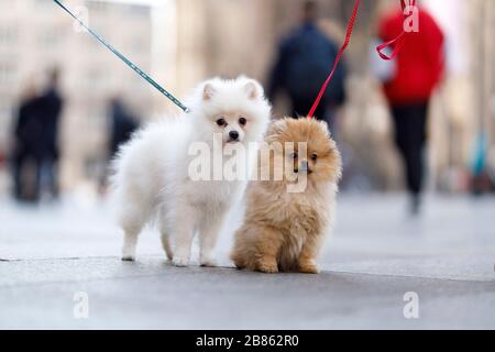 Cologne, Deutschland. 18th Mar, 2020. Two Spitz puppies are walking on leashes on the cathedral plate. Koln, March 18th, 2020 | usage worldwide Credit: dpa/Alamy Live News Stock Photo