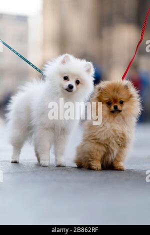Cologne, Deutschland. 18th Mar, 2020. Two Spitz puppies are walking on leashes on the cathedral plate. Koln, March 18th, 2020 | usage worldwide Credit: dpa/Alamy Live News Stock Photo
