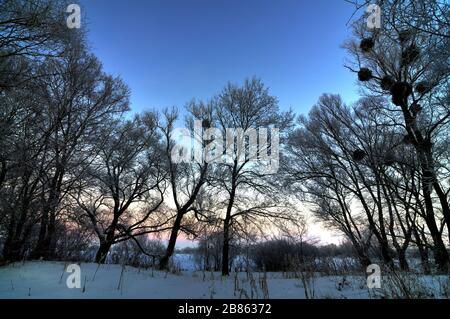 Mystical mesmerizing winter landscape a thick layer of snow lies in the forest among the trees. Backdrop of a foggy sky and the breaking sun on a fros Stock Photo