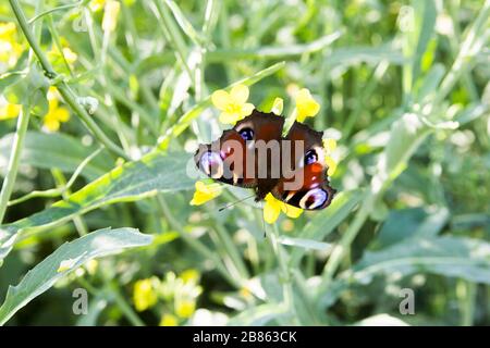 swallowtail butterfly on a yellow flower, a butterfly pollinates agricultural land. Stock Photo