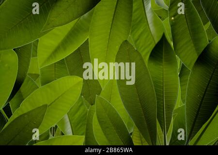 Green leaves pattern background, Natural background and wallpaper. Creative layout made of green leaves. Flat lay. Nature concept Stock Photo