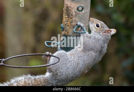 Eastern Grey Squirrel (Sciurus Carolinensis, Gray Squirrel) stealing and eating food from a bird feeder in Spring, in the UK. Stock Photo