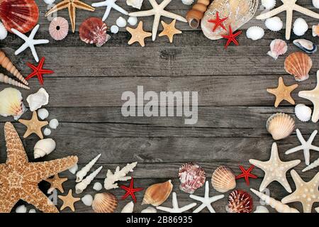 Seashell abstract background border on rustic wood with starfish, coral, scallops, sea urchins, cockleshells, conch & turritella shells. Copy space. Stock Photo
