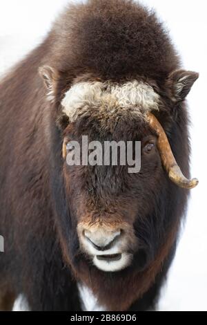 Muskox (Ovibos moschatus) isolated on white background standing in the winter snow in Canada Stock Photo