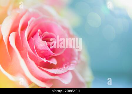Pink rose flower macro on white. Soft focus Stock Photo
