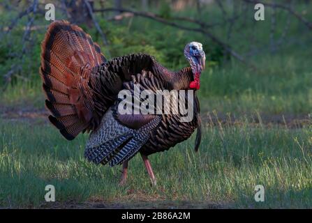 Eastern Wild Turkey male (Meleagris gallopavo) in full strutting display walking through a grassy meadow in Canada Stock Photo