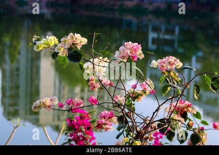 Most Beautiful azalea Flowers And Bangladesh Stock Photo