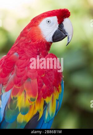 Macaw Roo Scarlet Macaw or Flag Macaw (Ara macao) at Eco-Park in Quintana Roo ...