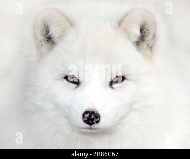 Arctic fox Vulpes lagopus portrait isolated on white background with black nose closeup in a Canadian winter Stock Photo