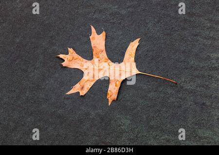 a close up view of a autum leaf that has fallen from a tree and landed on a tar tennis court Stock Photo