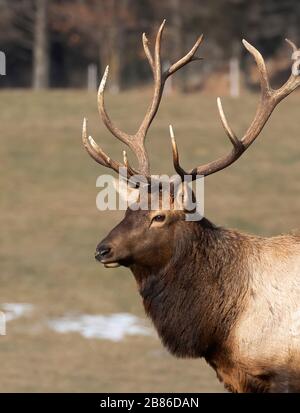Bull Elk with large antlers standing in the forest on a cold autumn day in Canada Stock Photo