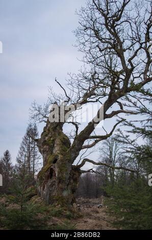 Knorriger Märchenbaum - alte Gerichtseiche / Huteeiche im Reinhardswald Stock Photo