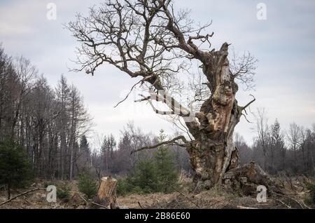 Knorriger Märchenbaum - alte Gerichtseiche / Huteeiche im Reinhardswald Stock Photo