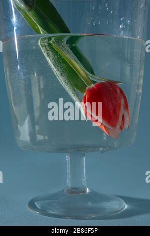 Red tulip dipped in code. The edges of the petals of the flower are white. Bubbles formed on the leaves and bud.  Stock Photo