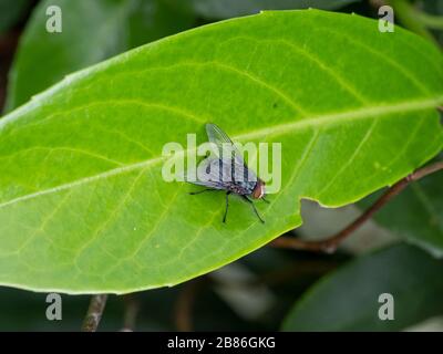 Close up macro shot House fly, red eyes, house fly on grean leaf. Stock Photo