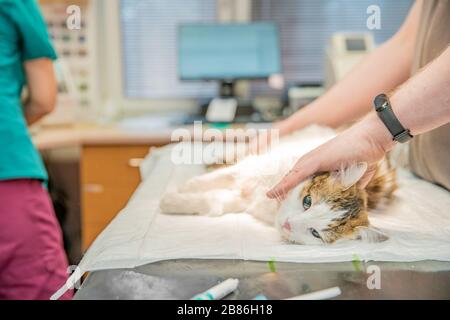 preparing the cat for surgery at the veterinary clinic Stock Photo