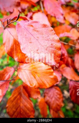 close up view of wet brown copper beech leaves in autumn Stock Photo