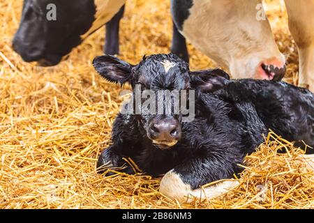 Newborn Dutch black with white calf on hay in a farmhouse Stock Photo