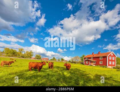 Cattle with highland cows in front of typical old wooden farm houses in Smaland, Sweden Stock Photo