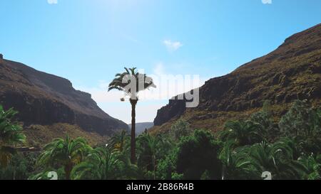 Mountains with clear sky and palm tree In Gran Canaria Stock Photo
