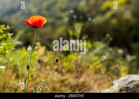 Red poppy, Papaver Rhoes, growing wild in Tierra del Trigo, Tenerife, Canary Islands, Spain Stock Photo