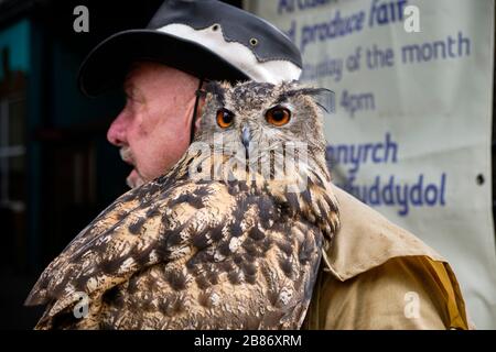 Head shot of an eagle owl held by its breeder at a demonstration event in Wales Stock Photo