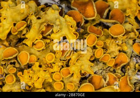 yellow cup lichen on branch Stock Photo