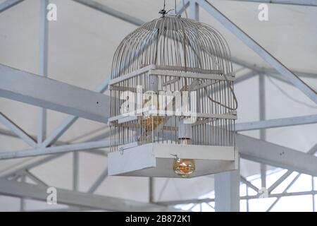 Two Edison light bulbs inside lampshade made from white painted wood bird cage. Closeup of birdcage reused into ceiling lamp with golden light bulbs. Stock Photo