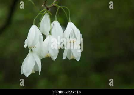 Two-Wing Silverbell in a garden Stock Photo