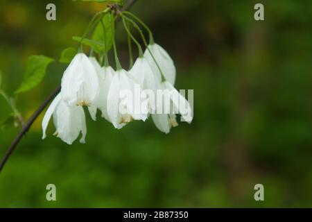 Two-Wing Silverbell in a garden Stock Photo