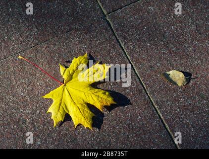 fallen maple leaf on a concrete path Stock Photo