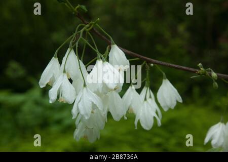 Two-Wing Silverbell in a garden Stock Photo