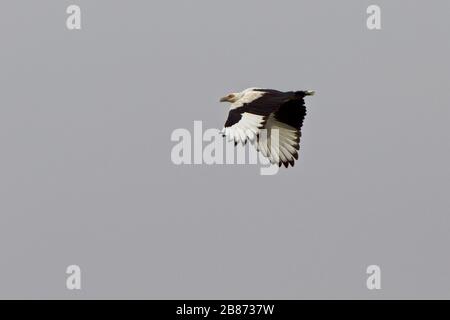 Palm-nut Vulture (Gypohierax angolensis) adult in flight, Gambia. Stock Photo
