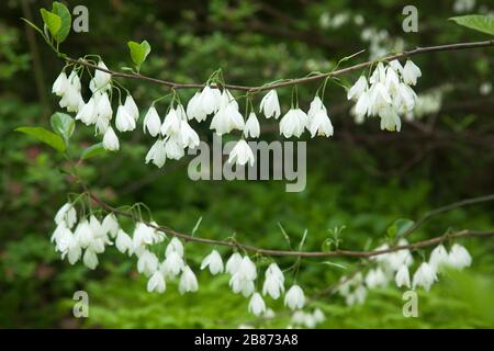 Two-Wing Silverbell in a garden Stock Photo