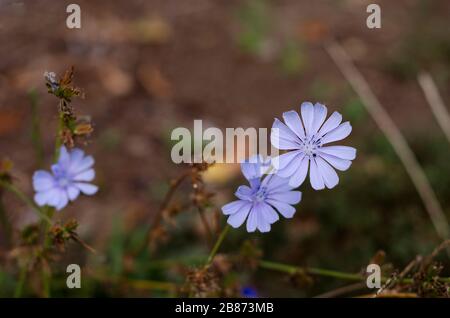 blue delicate chicory flowers in autumn Stock Photo
