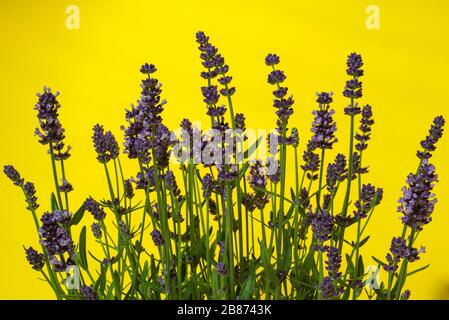 Lavender bushes close up on a yellow background Stock Photo