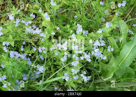 Many light blue forget-me-not flowers blossoms in the meadow on summer day close up view Stock Photo