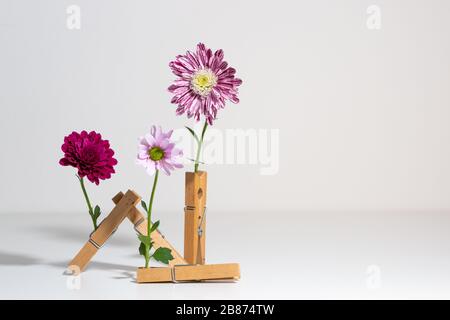 Creative hipster spring flower design composition of flower clamped in wooden clothespins with copy space for text on white background. Stock Photo