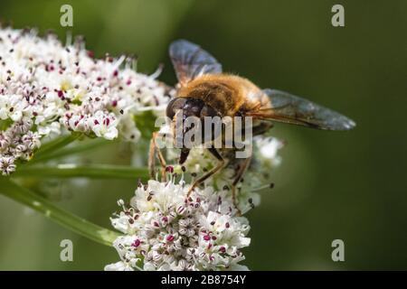 Close-Up Head On Detail of a Drone Hover Fly (Eristalis tenax) Feeding on a Cow Parsley Flower (Anthriscus sylvestris) on a Sunny Day in Summer. Stock Photo