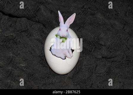 A rabbit coming out from an egg and eating grass on black cloth background. Stock Photo