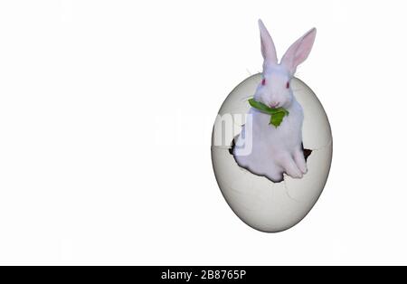 A rabbit coming out from an egg and eating grass isolated on white background. Stock Photo