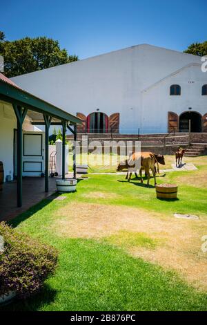 Cattle Farm small holding Stock Photo