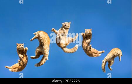 jumping cat shot on clear sky in background Stock Photo