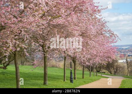 Springtime, cherry blossoms at Alexandra Park in London Stock Photo