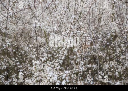 Springtime, bush of blooming cheery in Alexandra Park in London Stock Photo