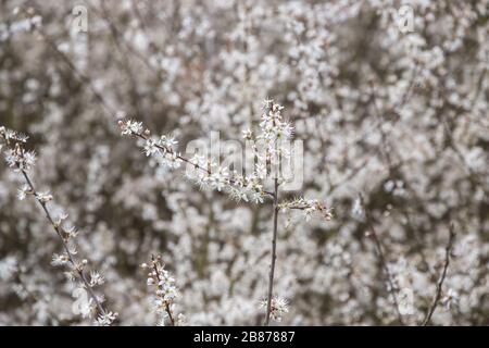 Springtime, bush of blooming cheery in Alexandra Park in London Stock Photo