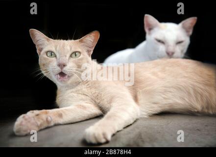 cute kitty cat on black studio.pretty animal Stock Photo