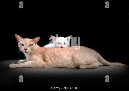 cute kitty cat on black studio.pretty animal Stock Photo