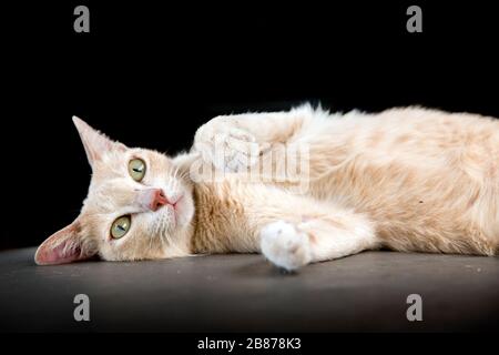 cute kitty cat on black studio.pretty animal Stock Photo