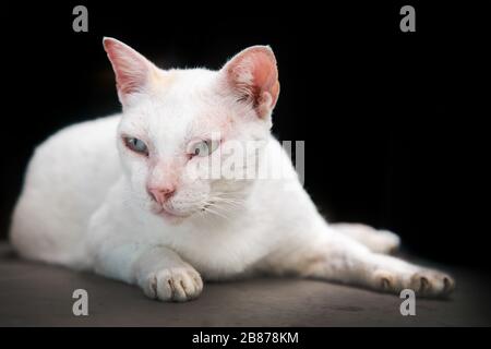 cute kitty cat on black studio.pretty animal Stock Photo